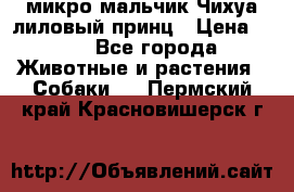 микро мальчик Чихуа лиловый принц › Цена ­ 90 - Все города Животные и растения » Собаки   . Пермский край,Красновишерск г.